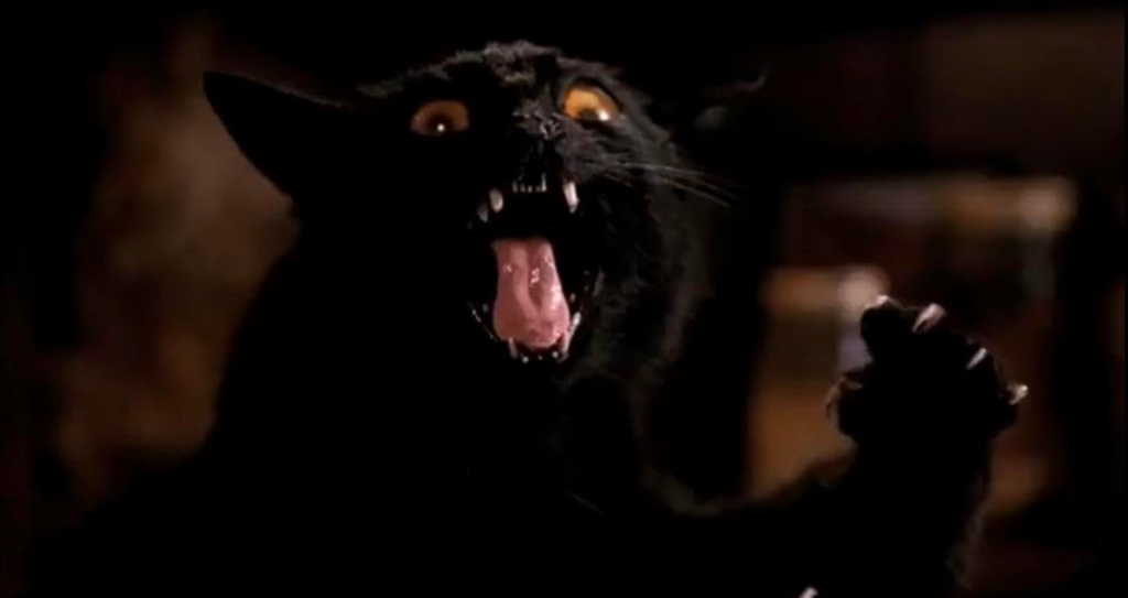 Un chat qui feule et montre ses griffes dans Pet Sematary II