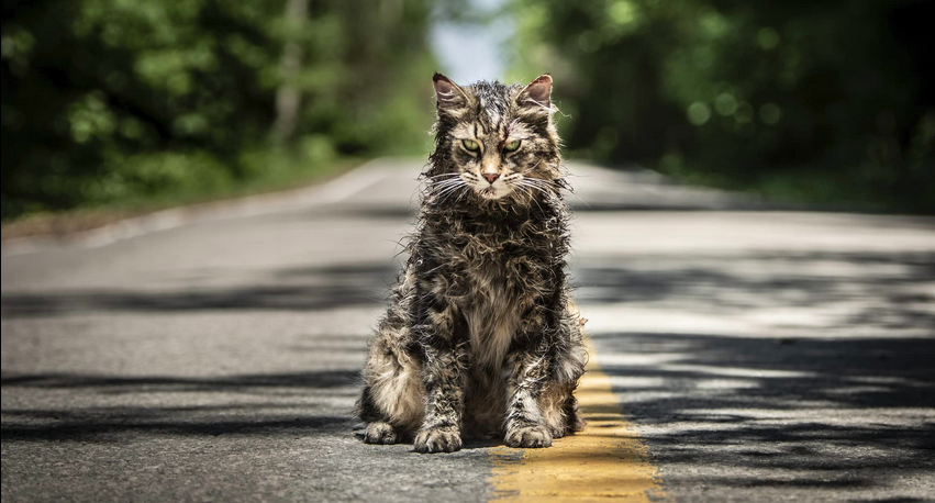 Le chat zombie dans Pet Samatary 